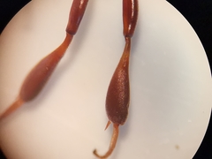 Gasteruption hastator