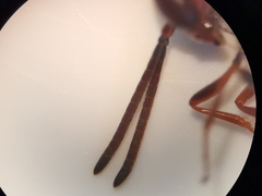 Gasteruption hastator