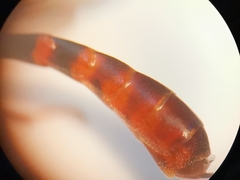 Gasteruption hastator