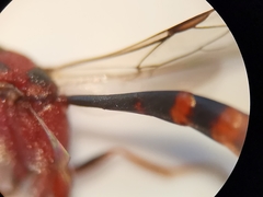 Gasteruption hastator