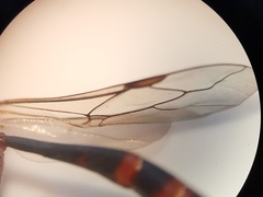 Gasteruption hastator