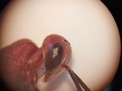 Gasteruption hastator