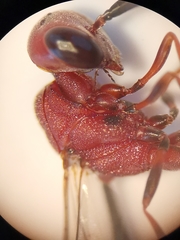 Gasteruption hastator