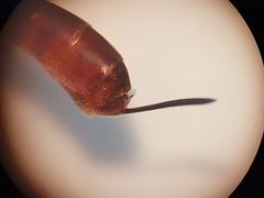 Gasteruption hastator