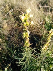 Linaria vulgaris