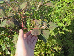 Hibiscus lasiocarpos