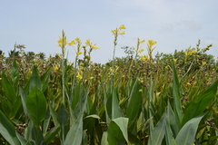 Canna glauca