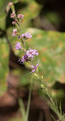 Liatris tenuis