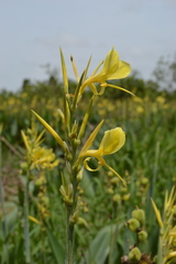 Canna glauca