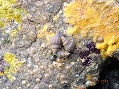 Gastropoda