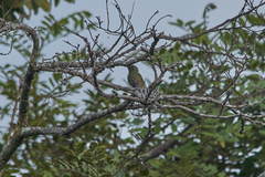 Saucerottia beryllina