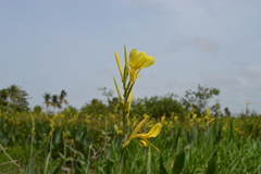 Canna glauca