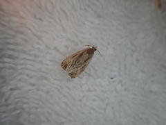 Olethreutes quadrifidum