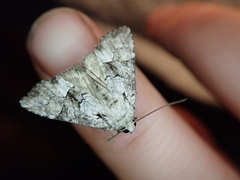 Eremobina leucoscelis