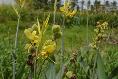 Canna glauca