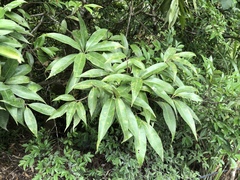 Schima superba kankaoensis