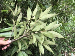 Schima superba kankaoensis