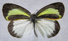 Eurema daira eugenia
