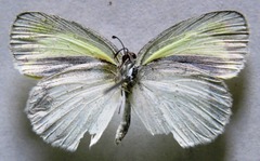 Eurema daira eugenia