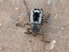 Brachycerus tauriculus