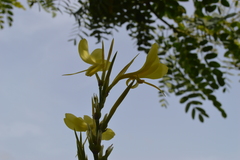 Canna glauca
