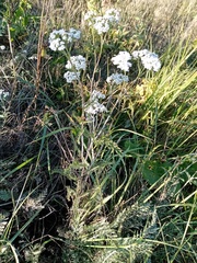 Achillea millefolium