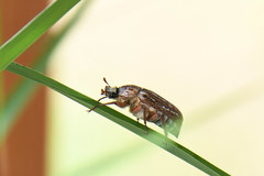 Anoxia orientalis