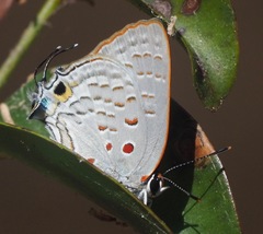 Deudorix batikeli