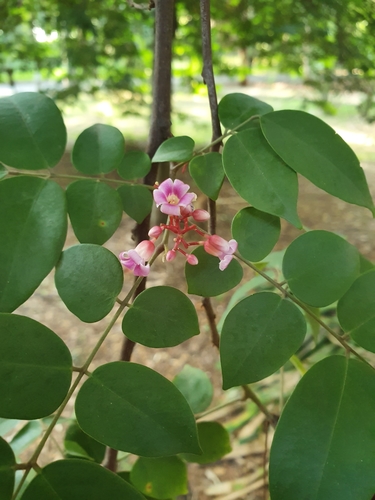 Averrhoa carambola