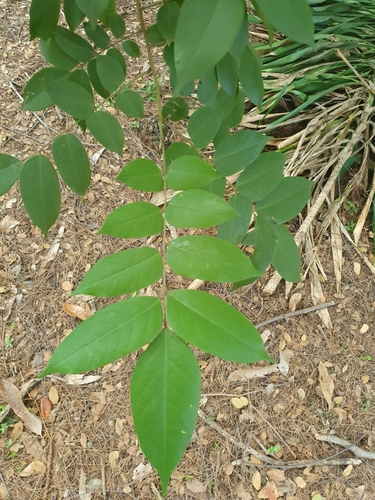 Averrhoa carambola