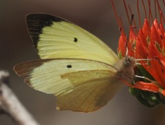 Colotis mananhari