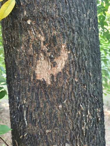 Averrhoa carambola