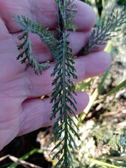 Achillea millefolium