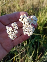 Achillea millefolium