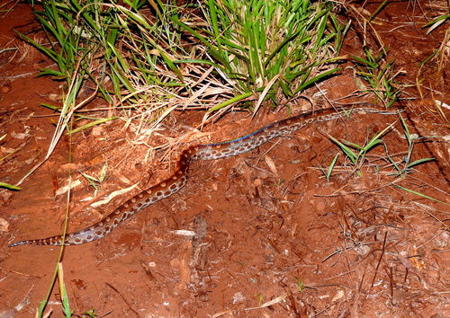 Photo of a Eastern Rainbow Boa (Epicrates crassus)