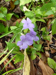 Ruellia bahiensis