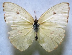Phoebis marcellina