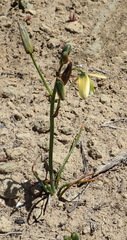Albuca flaccida