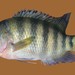 Cichlasoma urophthalmus - Photo (c) FishWise Professional, alguns direitos reservados (CC BY-NC-SA)