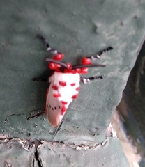 Trosia nigropunctigera