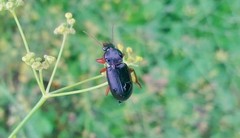 Ophonus incisus
