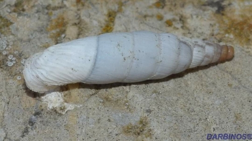 Albinaria munda observed 2018-04-19
