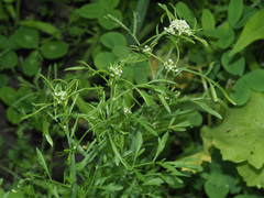 Lepidium sativum