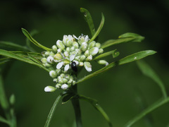 Lepidium sativum