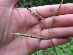 Paspalum pubiflorum