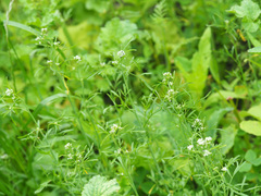 Lepidium sativum