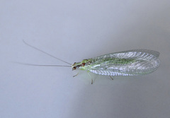 Chrysopa coloradensis