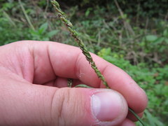 Paspalum pubiflorum