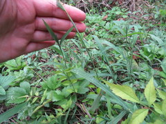 Paspalum pubiflorum