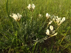 Astragalus depauperatus